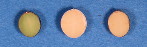 201501_kurokojiro_2.jpg