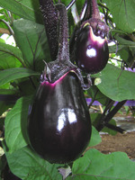 saladamurasaki_image3.jpg