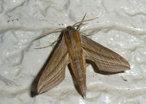 tanimoto89_0.jpg