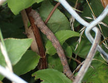 tanimoto89_15.jpg