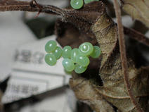 tanimoto89_7.jpg