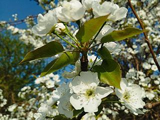 blog_carnation1284_1.jpg