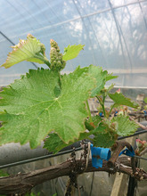 grape_92_1.jpg