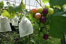 grape_163_1.jpg