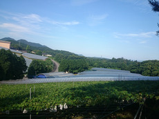grape_166_1.jpg