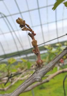 grape_540_1.jpg