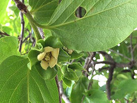 maeda_560_1.jpg