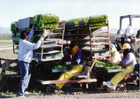 写真２：半自動移植機