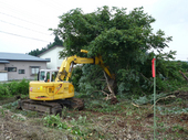 大きな建機で木を倒していく