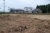 第２回目の作業開始前　葛の根がはびこる