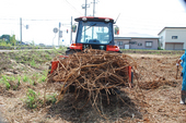 膨大な量の葛の根