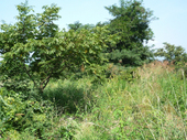 作業前の現地圃場