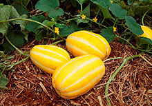 sakata_s-melon_s201602.jpg