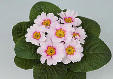 sakata_2020apurisakura_s.jpg