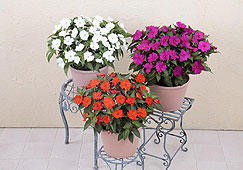 sakata_sunpatio_201812s.jpg