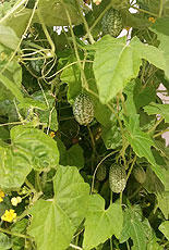 tokita_201803m_wild2s.jpg